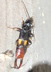 Marava arachidis