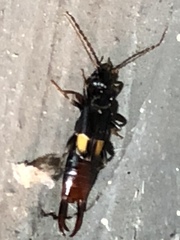 Marava arachidis