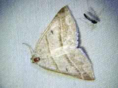 Petrophora subaequaria