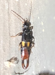 Marava arachidis