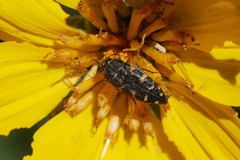 Acmaeodera knowltoni