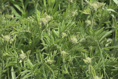 Tephrosia virginiana