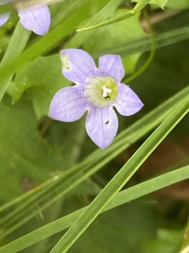 Image of Wahlenbergia hederacea by (c) rmjb, some rights reserved (CC BY)