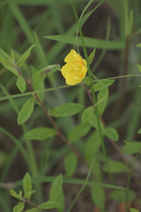 Crocanthemum canadense