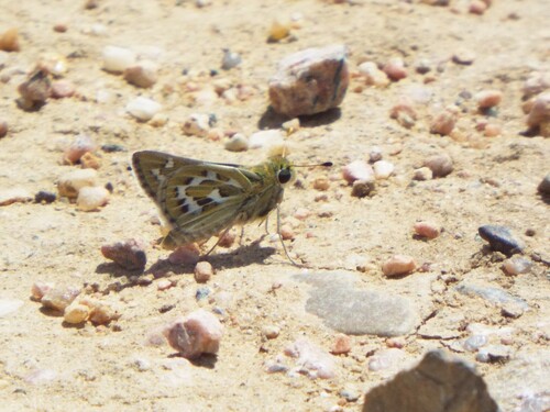 Uncas Skipper photo 4