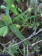 Sagina decumbens