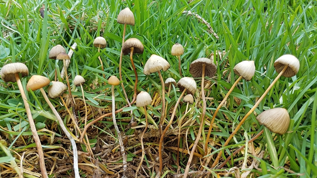 Psilocybe mexicana from Puebla, MX on June 20, 2019 at 03:08 PM by Alan ...