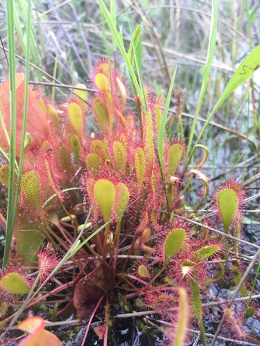 Drosera X woodii