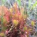 Drosera × woodii - Photo (c) Tyler Miller, algunos derechos reservados (CC BY-NC), subido por Tyler Miller
