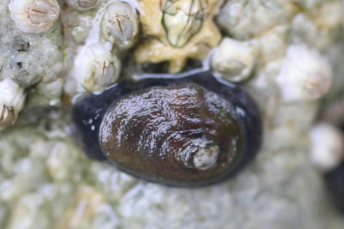 Carpenter's False Limpet