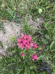 Castilleja parviflora