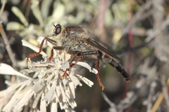 Stenopogon rufibarbis
