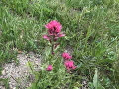 Castilleja parviflora