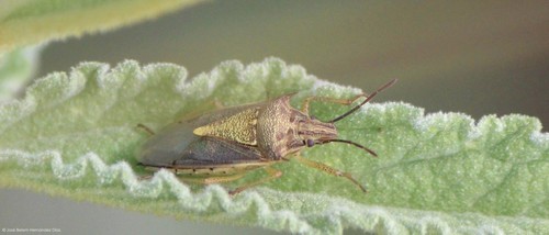 Oebalus mexicanus