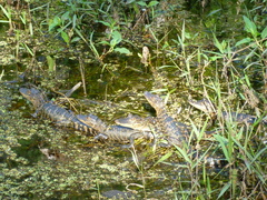 Alligator mississippiensis image