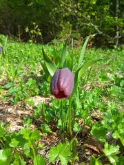 Fritillaria latifolia