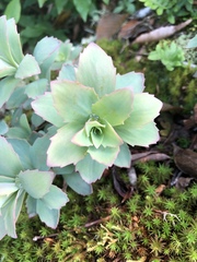 Hylotelephium telephioides