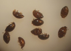 Orthoperus atomarius