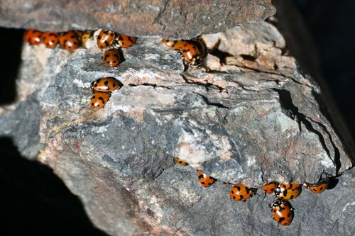 Casey's Lady Beetle (Hippodamia caseyi), a species recorded in Idaho