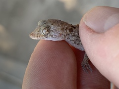 Cyrtopodion scabrum