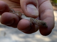 Cyrtopodion scabrum