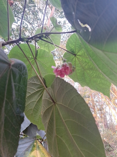 Dombeya wallichii