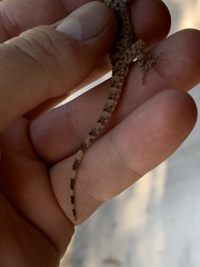 Cyrtopodion scabrum