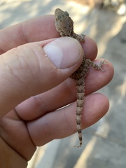 Cyrtopodion scabrum