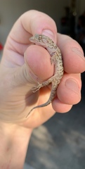Cyrtopodion scabrum