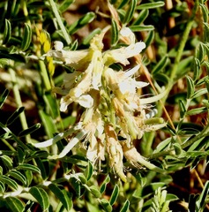 Sophora nuttalliana
