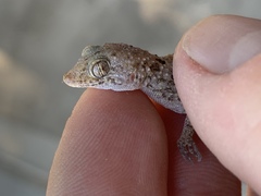 Cyrtopodion scabrum