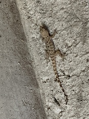 Cyrtopodion scabrum