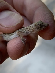 Cyrtopodion scabrum