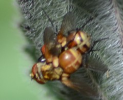 Gymnoclytia occidentalis