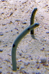 Heteroconger