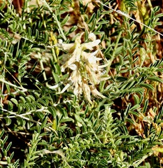 Sophora nuttalliana