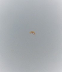 Orthoperus atomarius