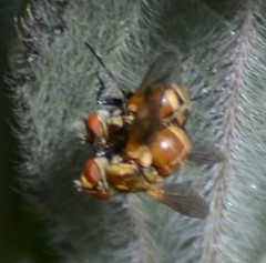 Gymnoclytia occidentalis