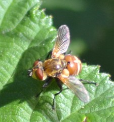 Gymnoclytia occidentalis
