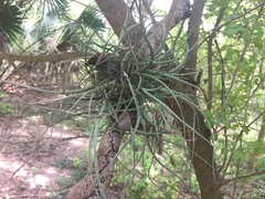 Tillandsia baileyi