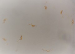 Orthoperus atomarius