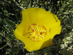 Calochortus concolor