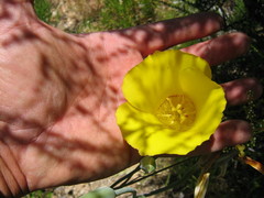 Calochortus concolor