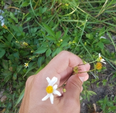 Bidens alba