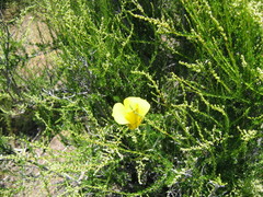 Calochortus concolor