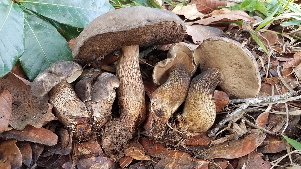 Tylopilus obscurus