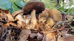 Tylopilus obscurus