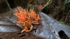 Cordyceps pruinosa