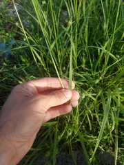 Poaceae