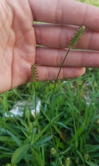 Setaria